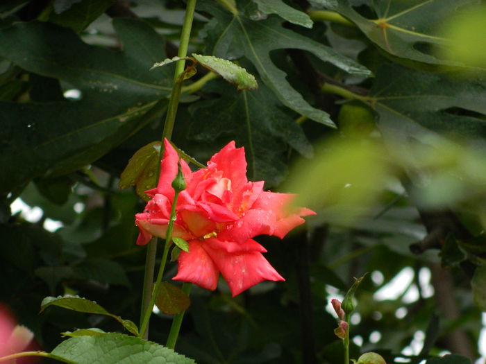DSCN8692