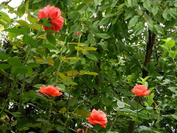 DSCN8695