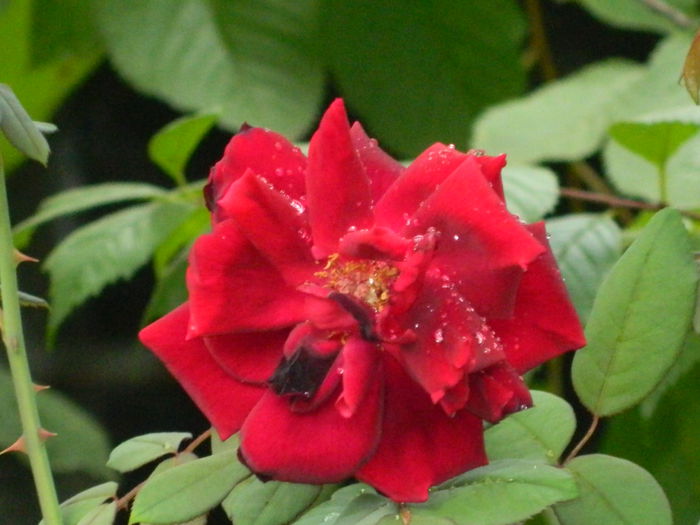DSCN8707