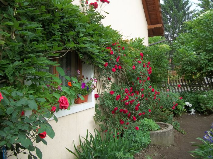 100_4730 - Copy - 2015 flori