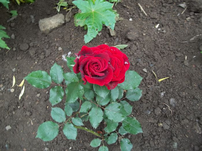 100_4741 - Copy