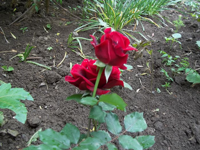 100_4742 - Copy