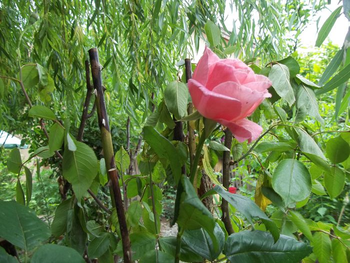 100_4744 - Copy