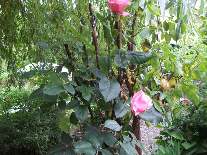 100_4745 - Copy