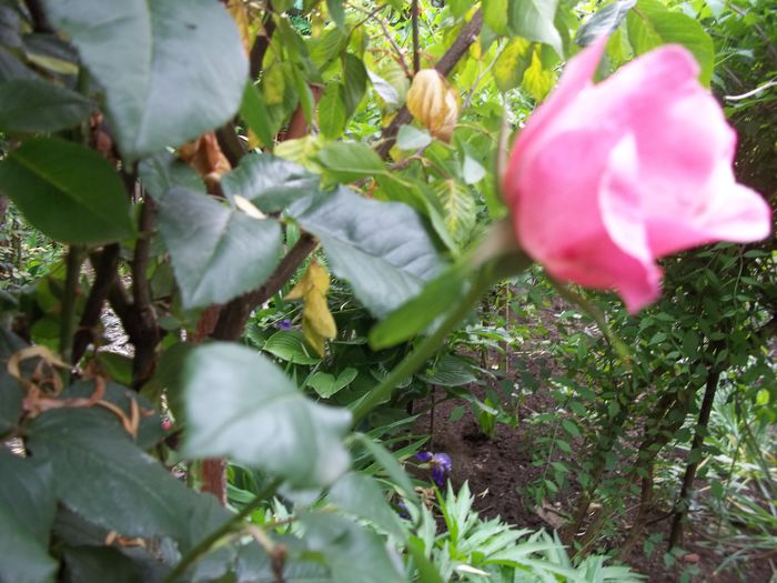 100_4746 - Copy