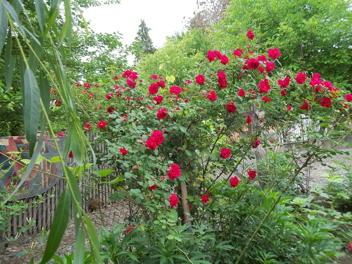 100_4747 - Copy