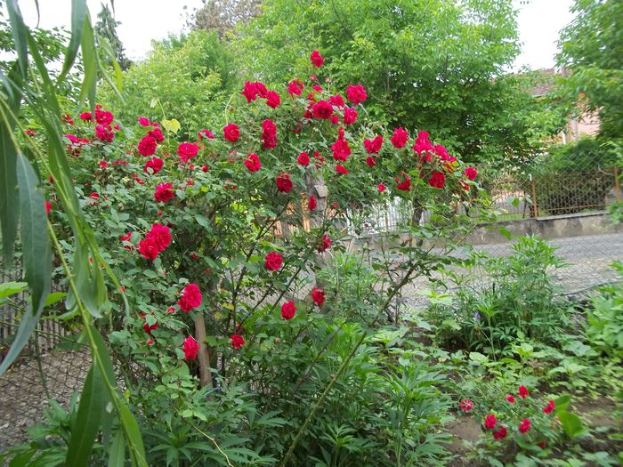 100_4748 - Copy