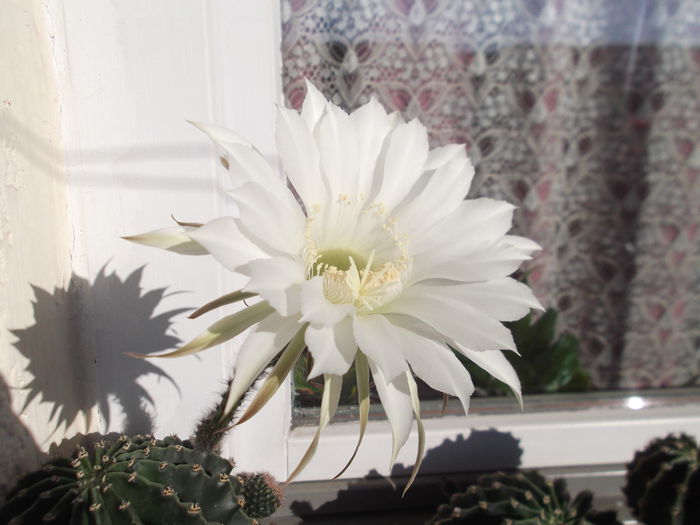 DSCF1665 - florile mele 2015