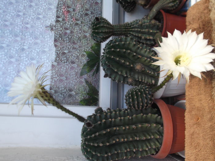 DSCF1671 - florile mele 2015