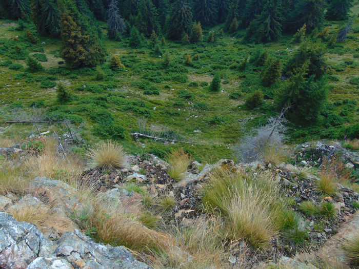 DSC09656 - In zona muntilor Parang