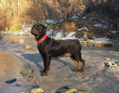 2015-01-16 15.35.04 miccc - 0 ROTTWEILER USA ORIGINAL