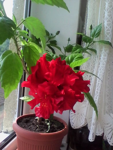 IMG_20150920_141752 - Hibiscus Clasic Red