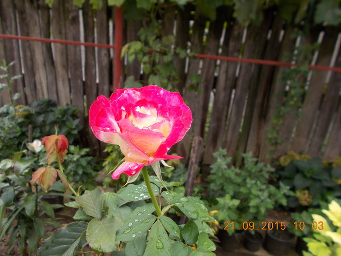 DSCN0268 - Trandafiri 2015