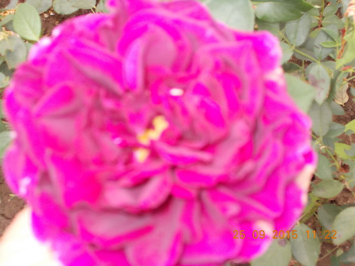 BULGARESC  nr.48/HELEN15 - Trandafiri 2015