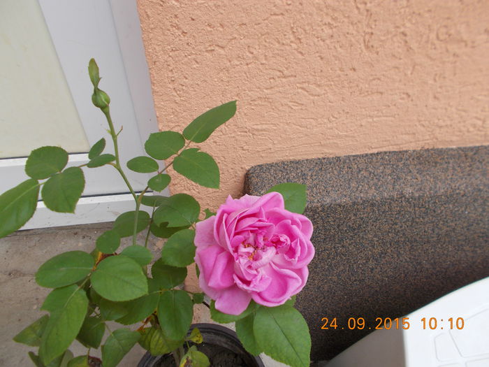 Trandafir de dulceata