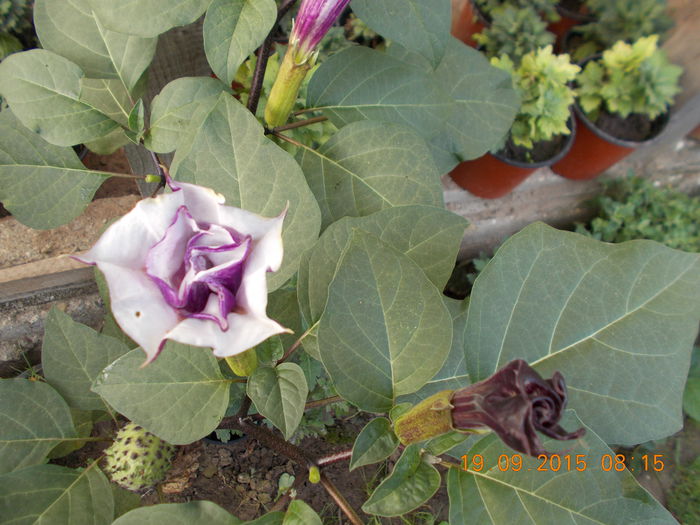 DATURA MOV BATUTA - DATURA