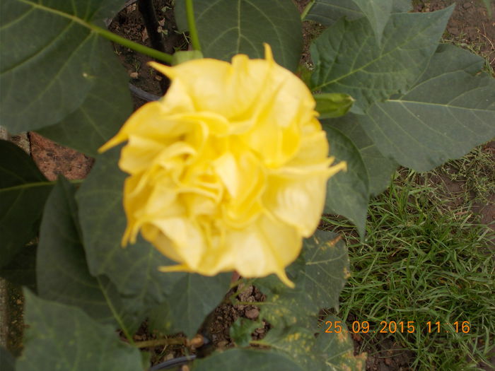 datura galbena cu 3 corole - DATURA