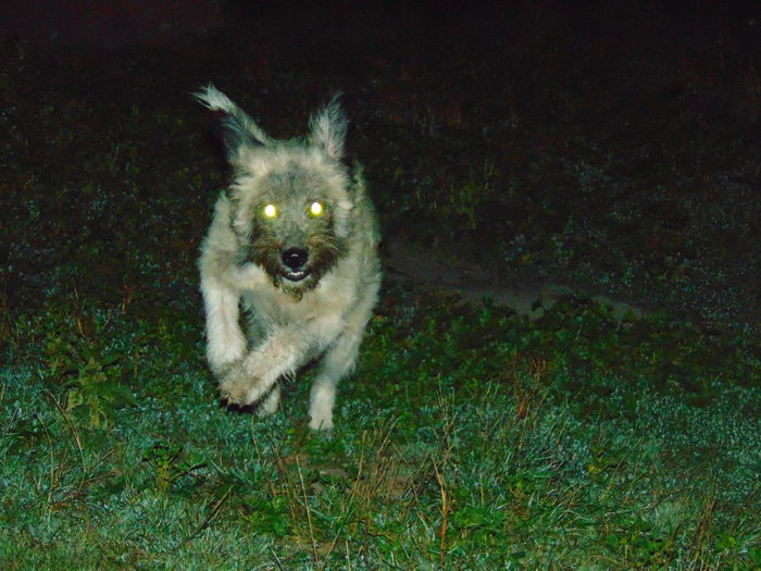 DSC00087 - Diverse animale si pasari