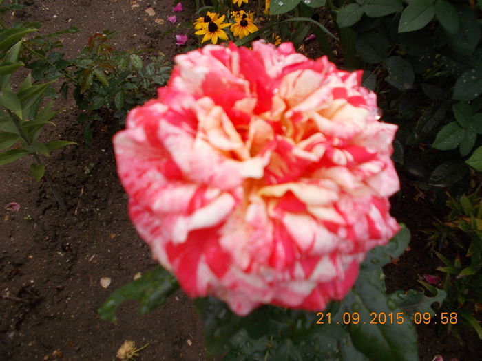 BULGARESC  NR.31/HELEN15