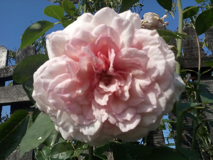 Alexandra Princess de Luxembourg