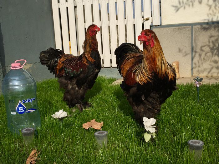 image - Tineret 2015