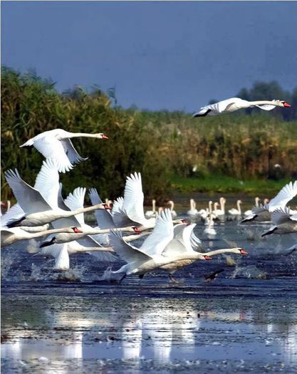 11059948_10206329441587587_1046824461508790624_n