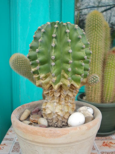 DSCN9927 - cactusi