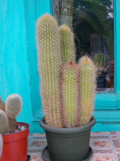 DSCN9931 - cactusi