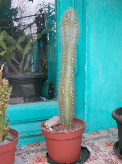 DSCN9934 - cactusi