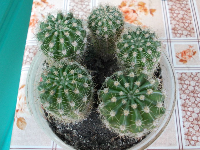 DSCN9936 - cactusi