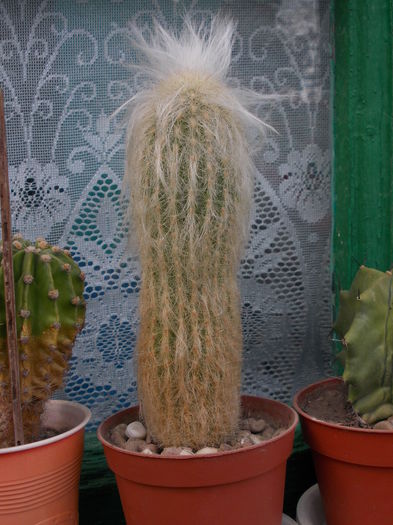 DSCN9938 - cactusi