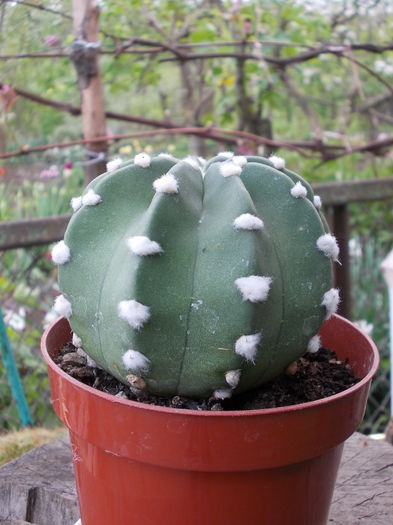 DSCN9944 - cactusi