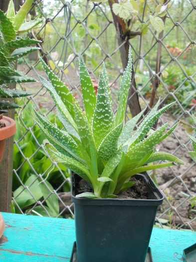 DSCN9949 - cactusi