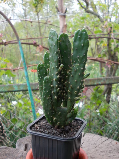 DSCN9958 - cactusi