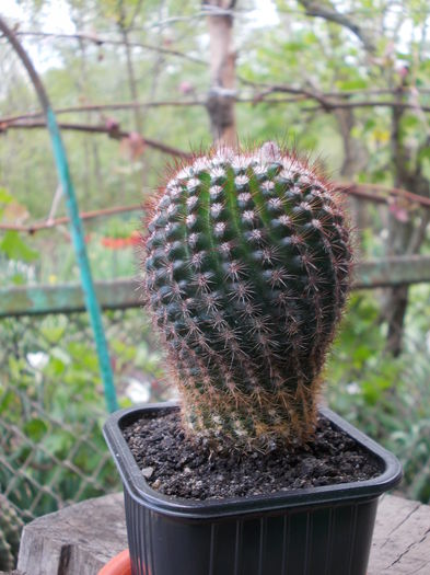 DSCN9960 - cactusi