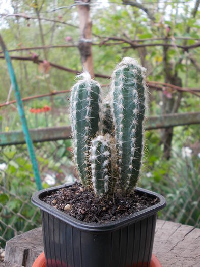 DSCN9961 - cactusi
