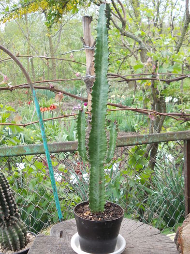 DSCN9962 - cactusi