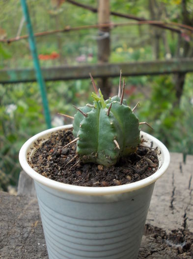 DSCN9966 - cactusi
