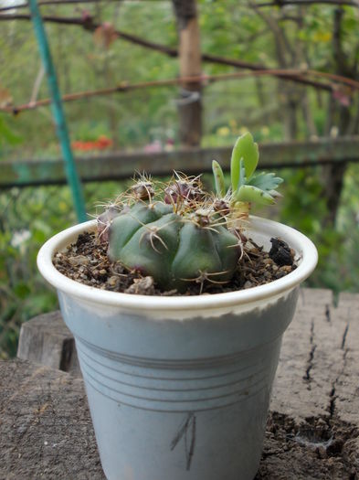 DSCN9967 - cactusi