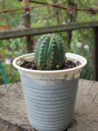 DSCN9968 - cactusi