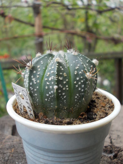 DSCN9969 - cactusi