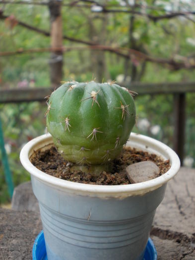 DSCN9970 - cactusi