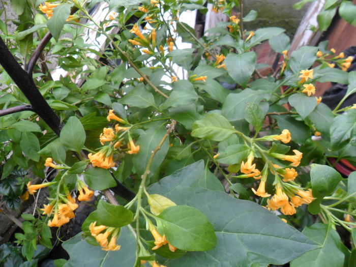 SAM_0546 - brugmansii-daturi-iochrome-2015