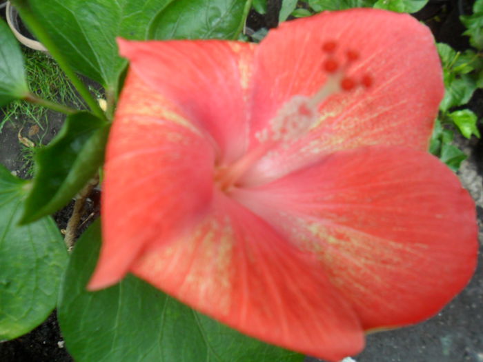 SAM_0518