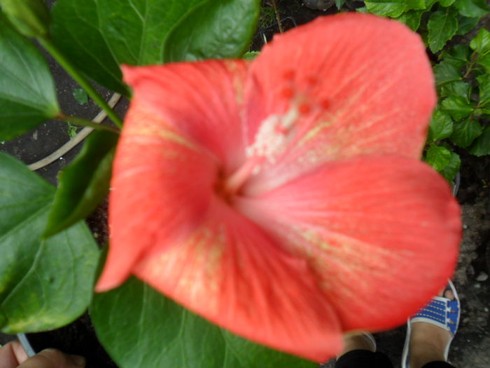 SAM_0514