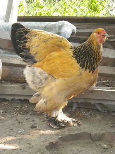 DSCN9168 - TINERET 2015