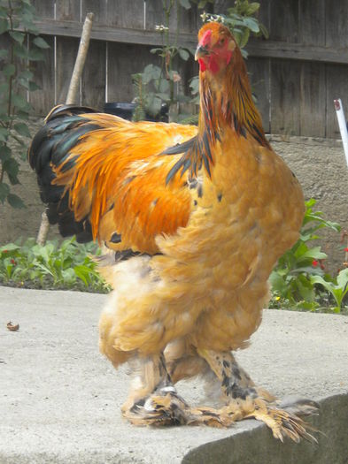 DSCN9194 - TINERET 2015