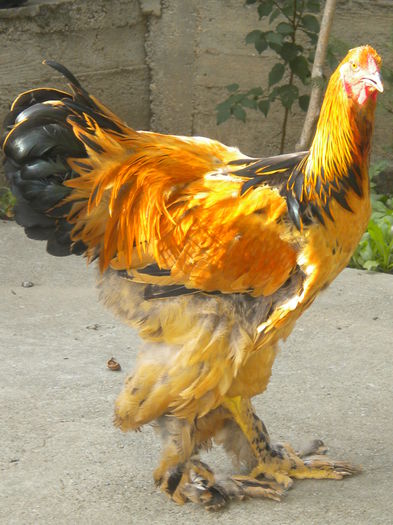 DSCN9198 - TINERET 2015