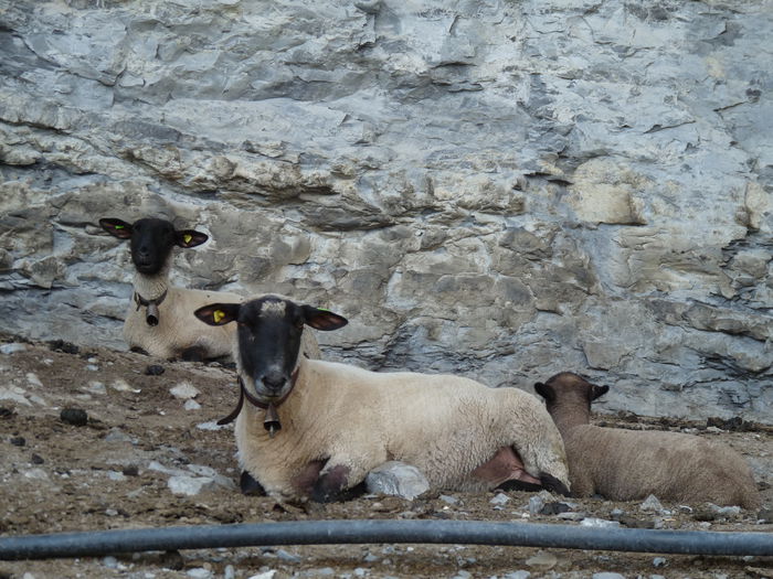Somnul de rumegare - Rase de oi si capre -Poze deosebite-8
