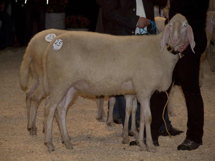 Tirolezele castigatoare-32 - Rase de oi si capre -Poze deosebite-8